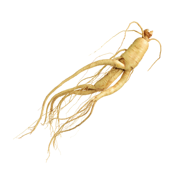 Panax Ginseng